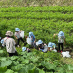 こどもたちがサマーキャンプで野菜を収穫する様子
